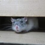 Can Rats Live In Hot Attic?