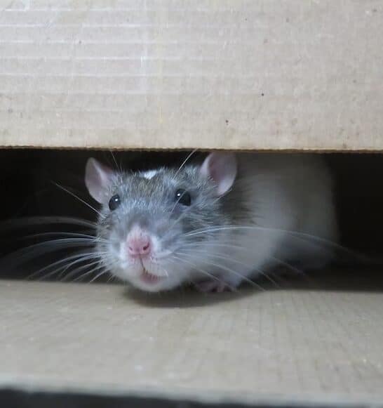 Can Rats Live In Hot Attic?