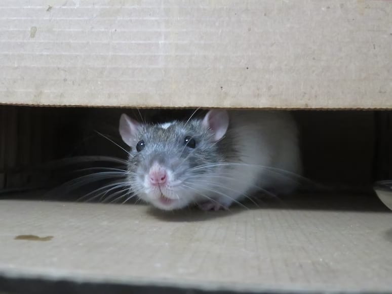 Can Rats Live In Hot Attic?