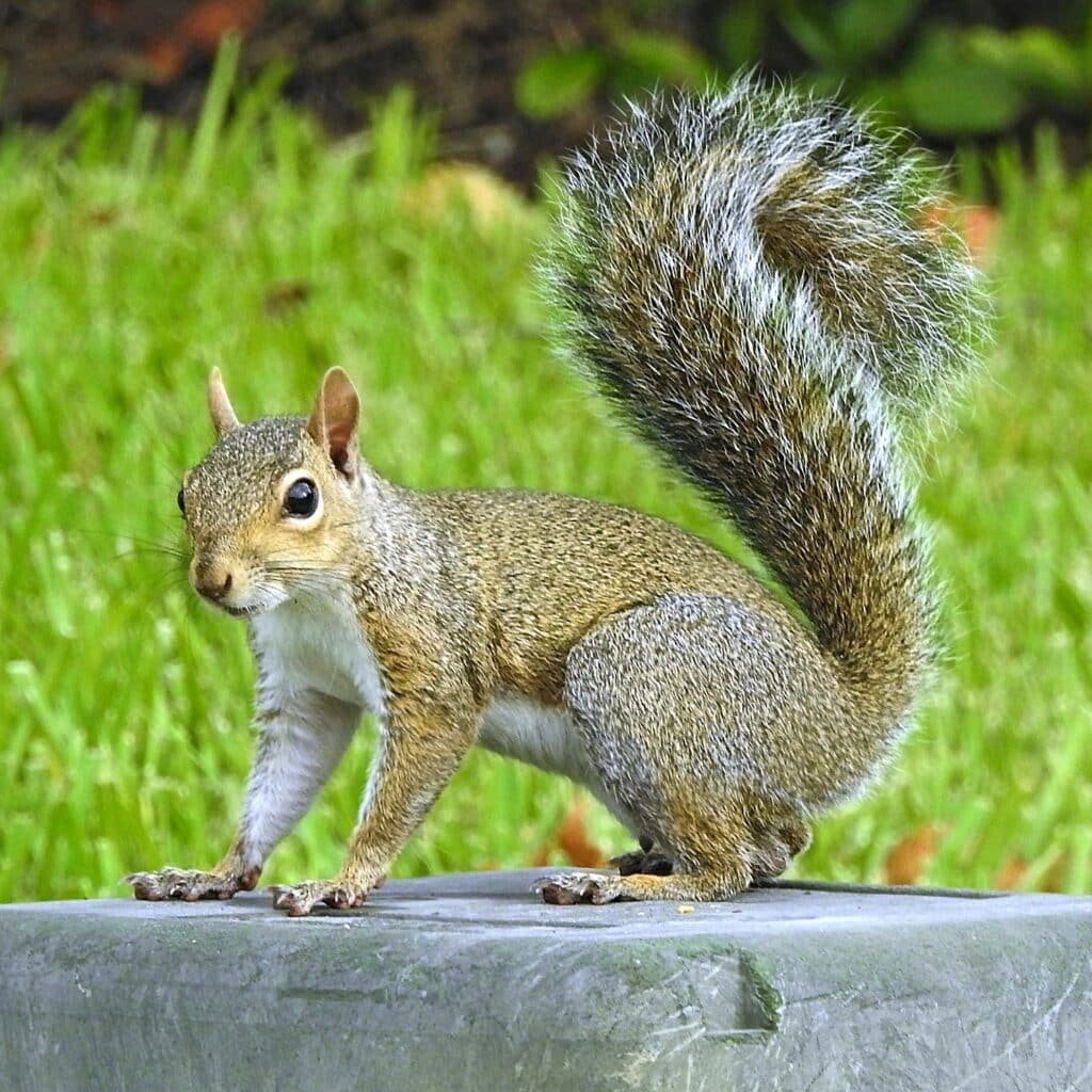 Can Squirrels Climb PVC Pipe?
