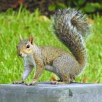 Can Squirrels Climb PVC Pipe?