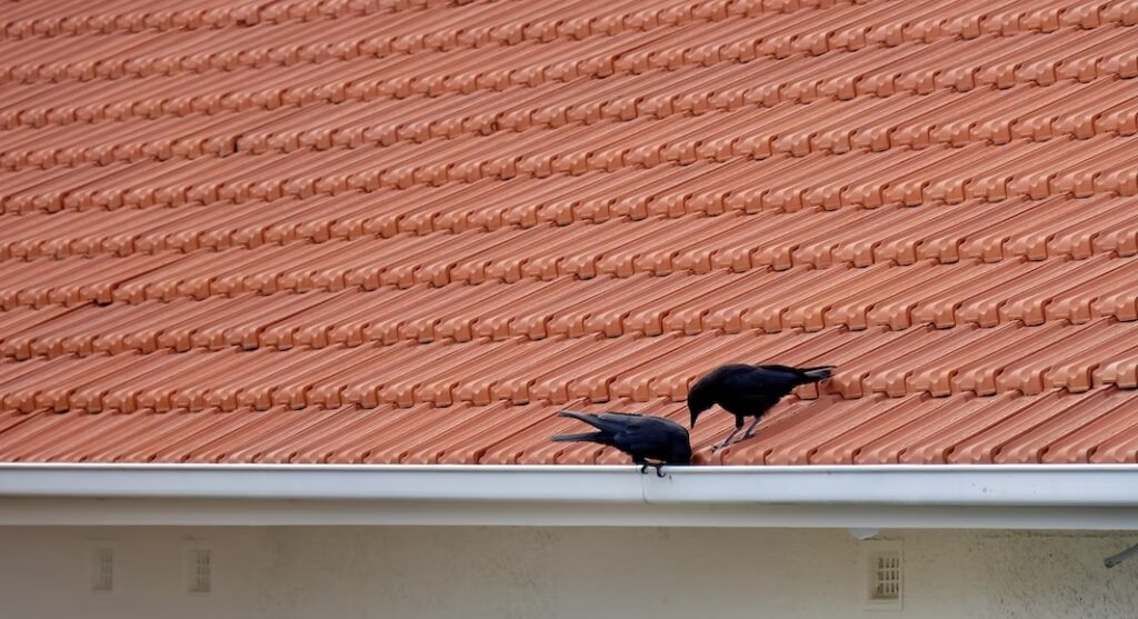 How to Keep Birds From Nesting on Downspouts