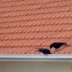 How to Keep Birds From Nesting on Downspouts