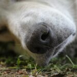 Can You Bury A Dog In Your Backyard?