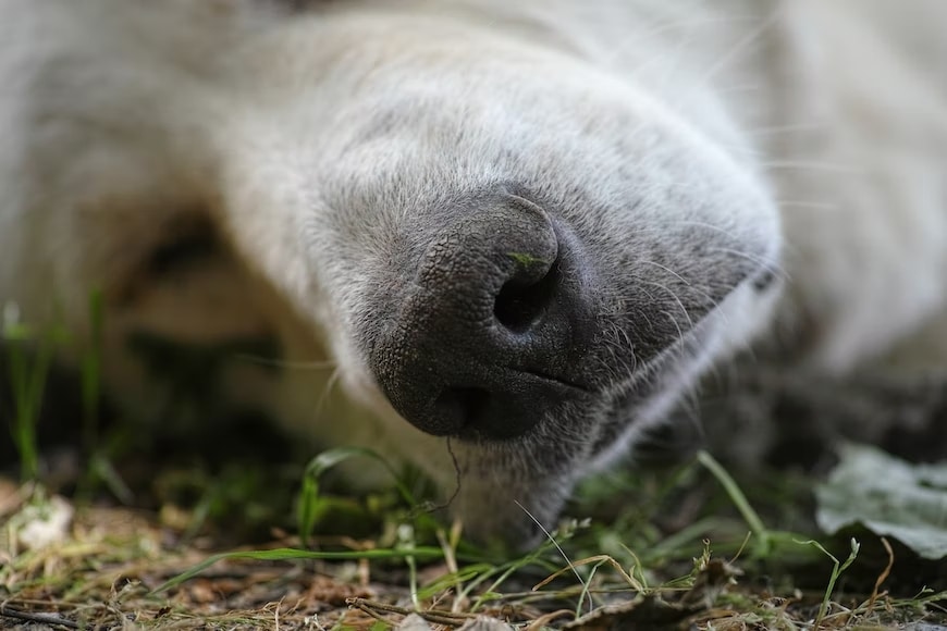 Can You Bury A Dog In Your Backyard?