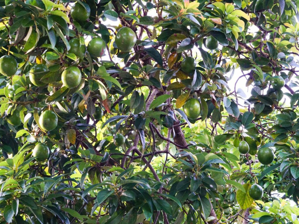 Can I Cut the Top Off my Avocado Tree?