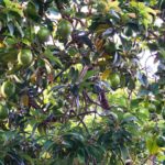 Can I Cut the Top Off my Avocado Tree?
