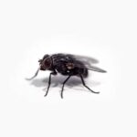 How To Kill A Fly Without A Fly Swatter