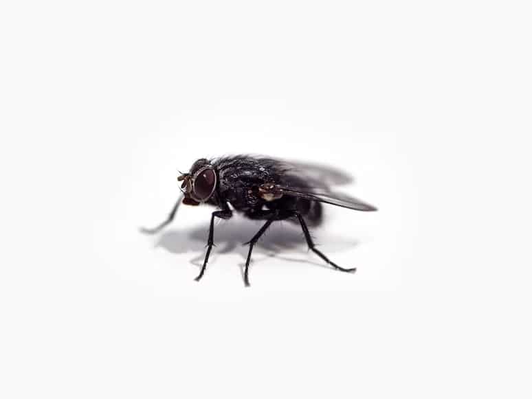 How To Kill A Fly Without A Fly Swatter