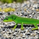 evolutionary solutions